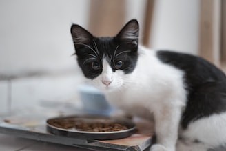 A black and white cat with attentive eyes is positioned near a shallow dish filled with dry cat food. The background is softly blurred, focusing more on the cat's curious expression as it crouches in a partially alert posture.