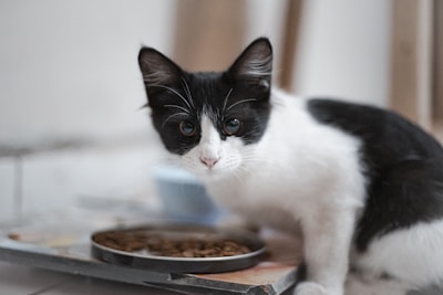 A black and white cat with attentive eyes is positioned near a shallow dish filled with dry cat food. The background is softly blurred, focusing more on the cat's curious expression as it crouches in a partially alert posture.