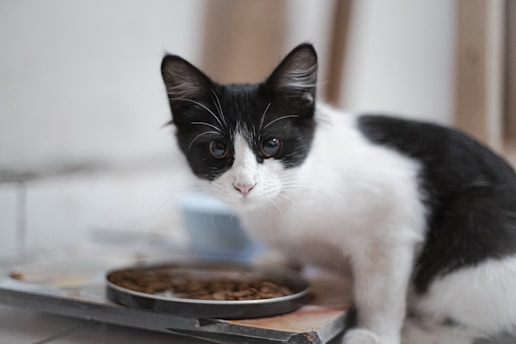 A black and white cat with attentive eyes is positioned near a shallow dish filled with dry cat food. The background is softly blurred, focusing more on the cat's curious expression as it crouches in a partially alert posture.