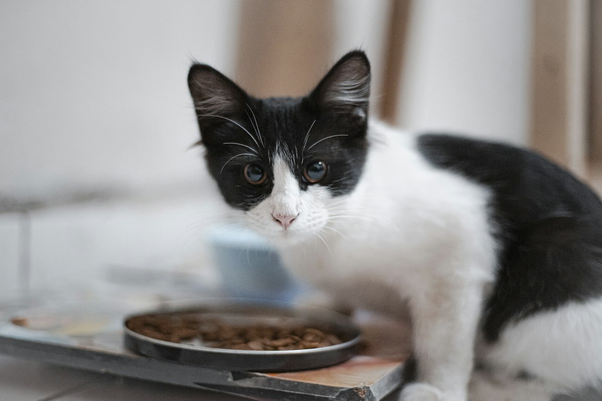 Gato blanco y negro comiendo de un cuenco