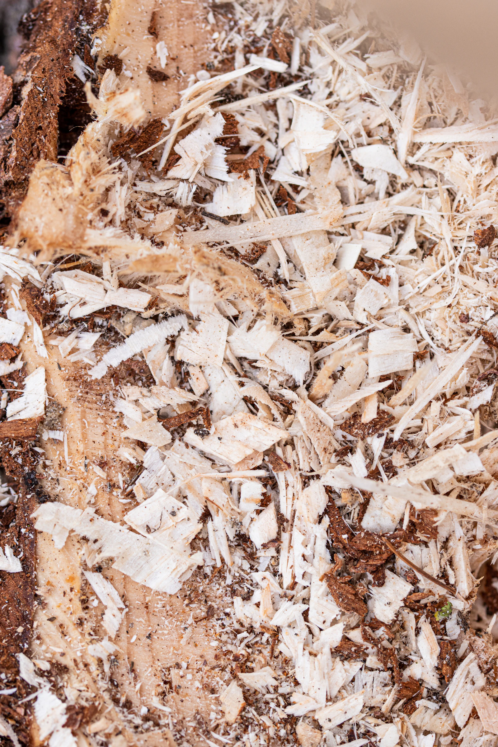 Fine shavings and dust gathered during woodworking. Photo by Marek Studzinski on Unsplash.