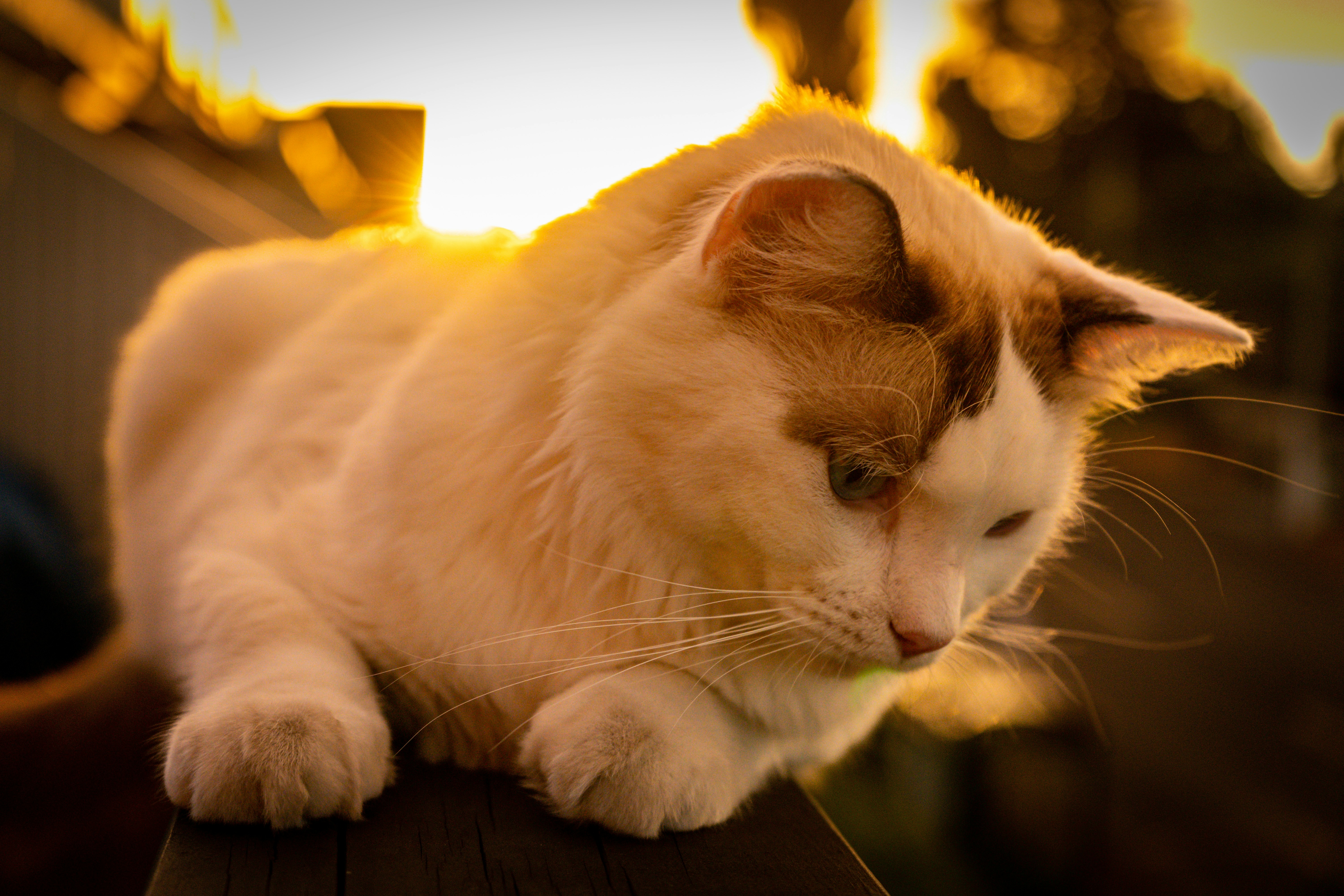 a white and brown cat laying on top of a wooden table
