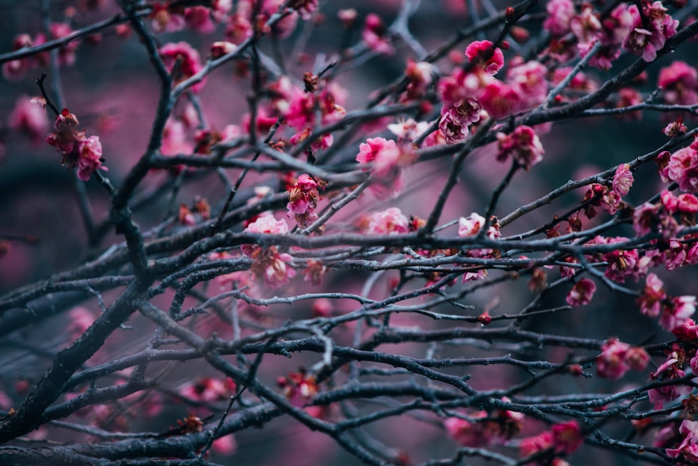 a close up of a tree with pink flowers