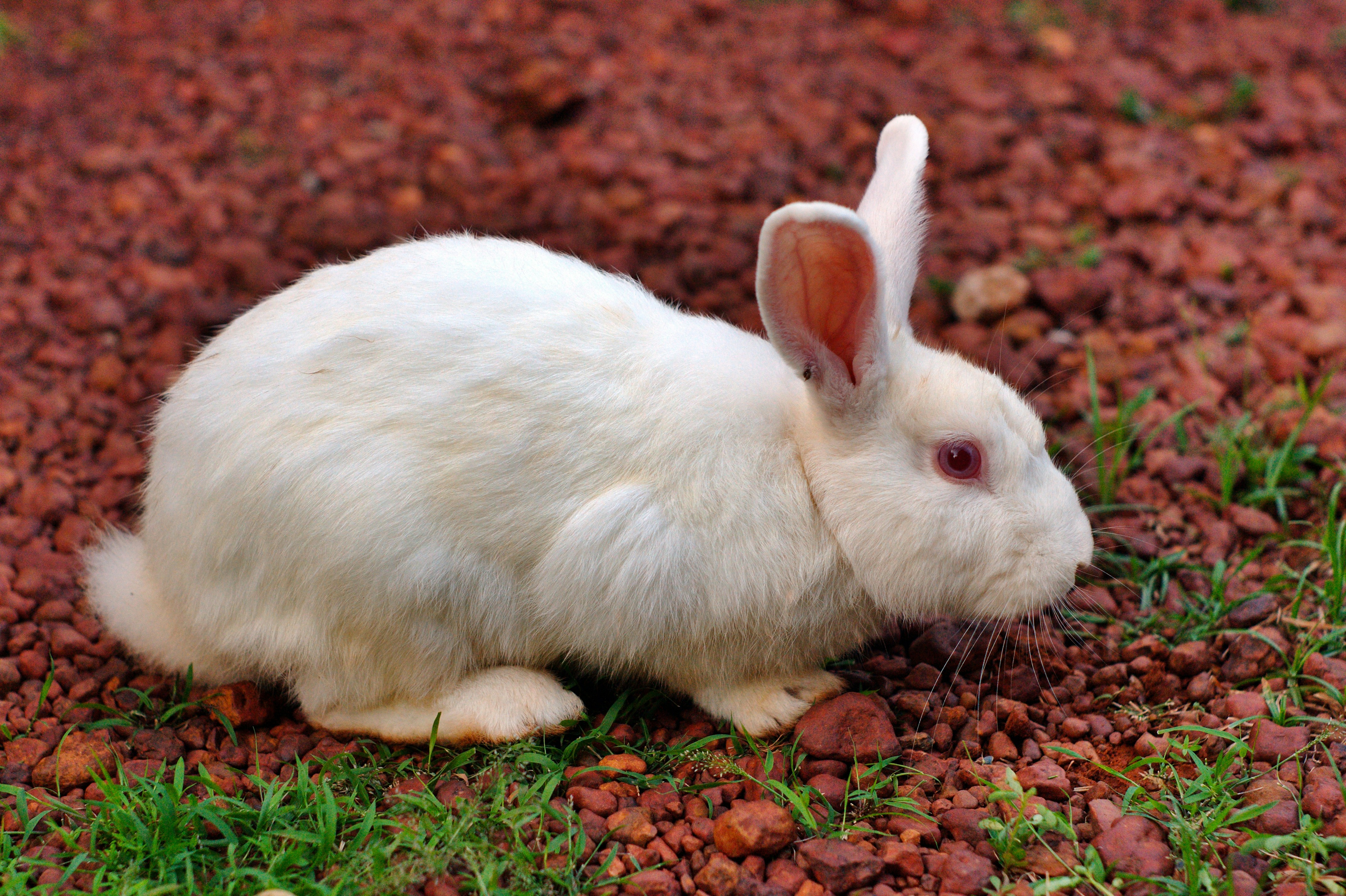 a white rabbit sitting on top of a field of grass