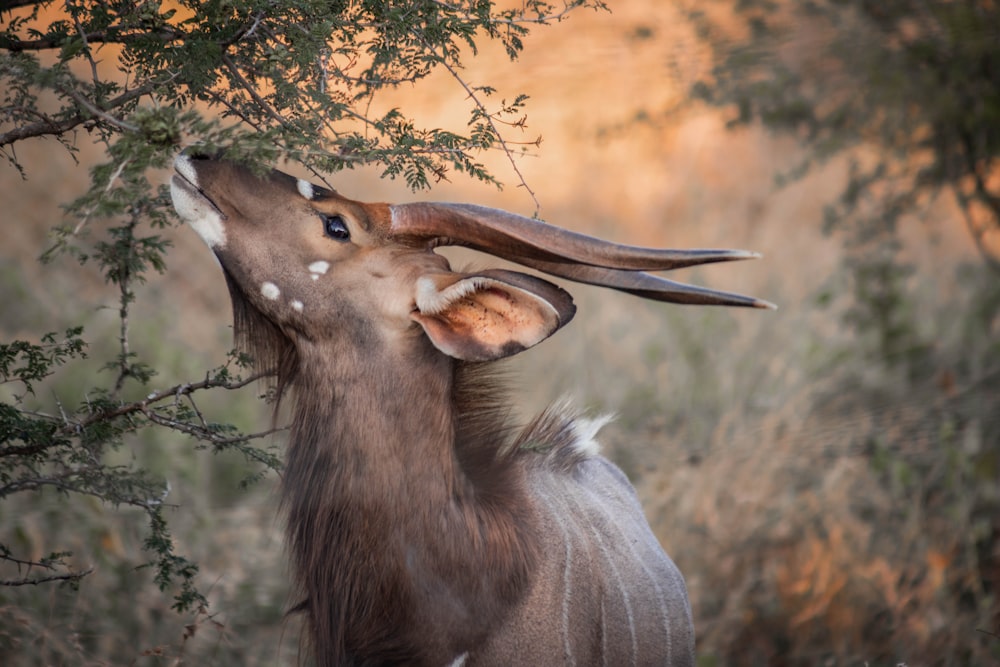 a gazelle eating leaves off of a tree