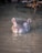 a hippopotamus swimming in a body of water