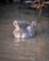 a hippopotamus swimming in a body of water