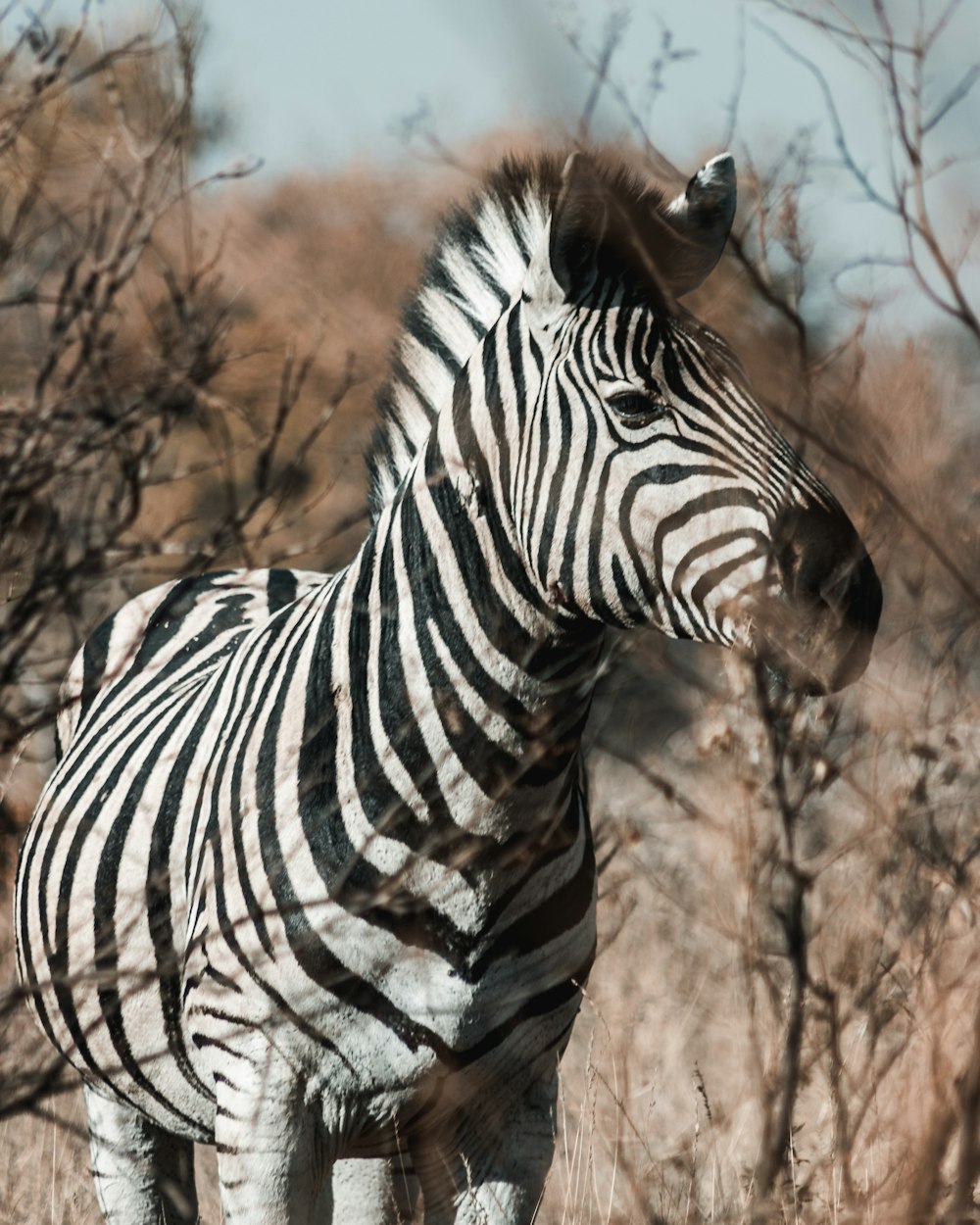 a zebra standing in a dry grass field