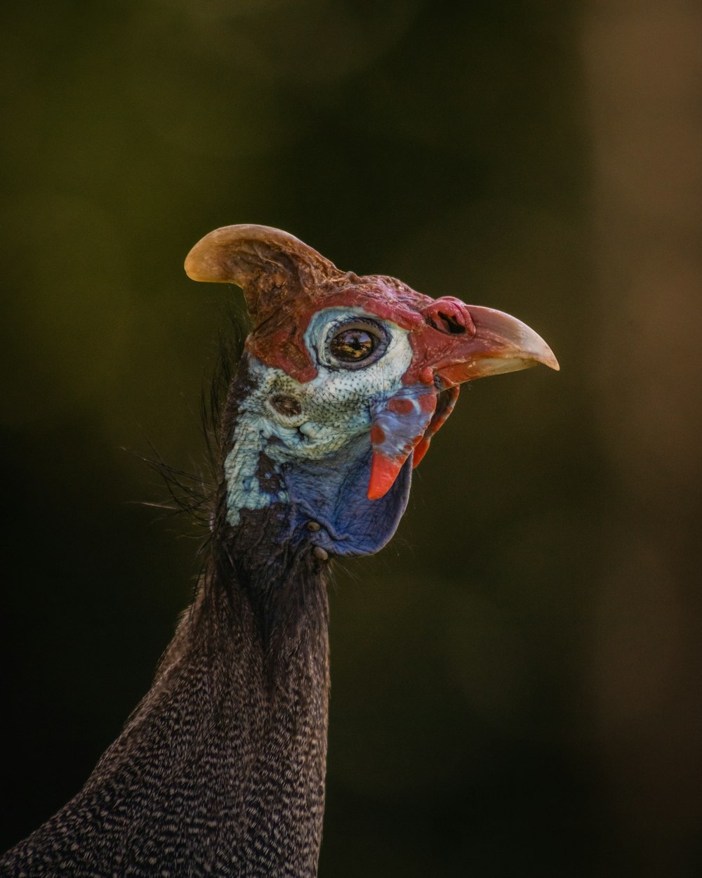 a close up of a bird with a blurry background