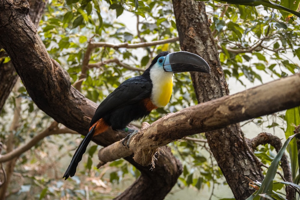 a colorful bird perched on a tree branch