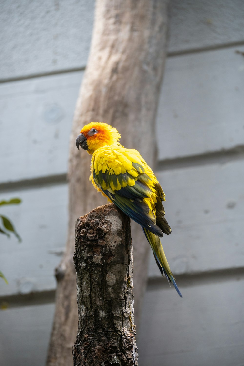 a yellow and blue bird sitting on top of a tree stump