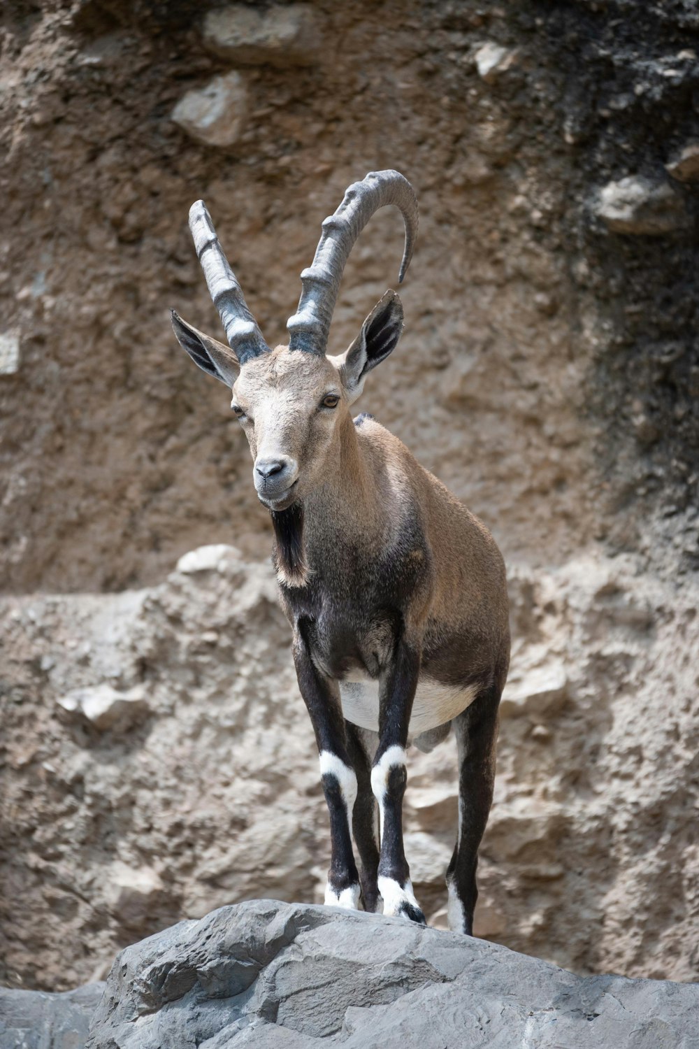 Un animale con lunghe corna in piedi su una roccia