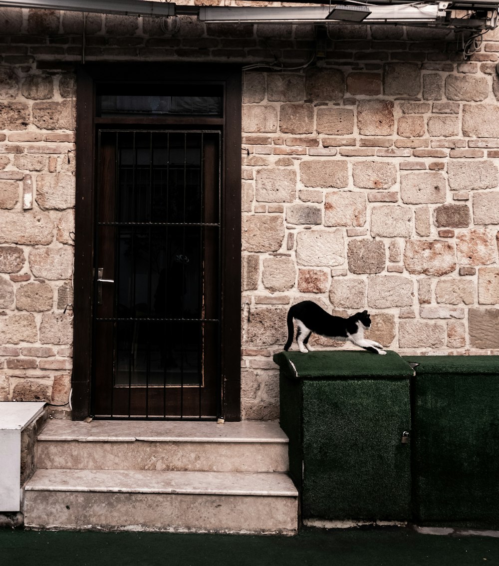Eine schwarz-weiße Katze steht auf einem Mülleimer