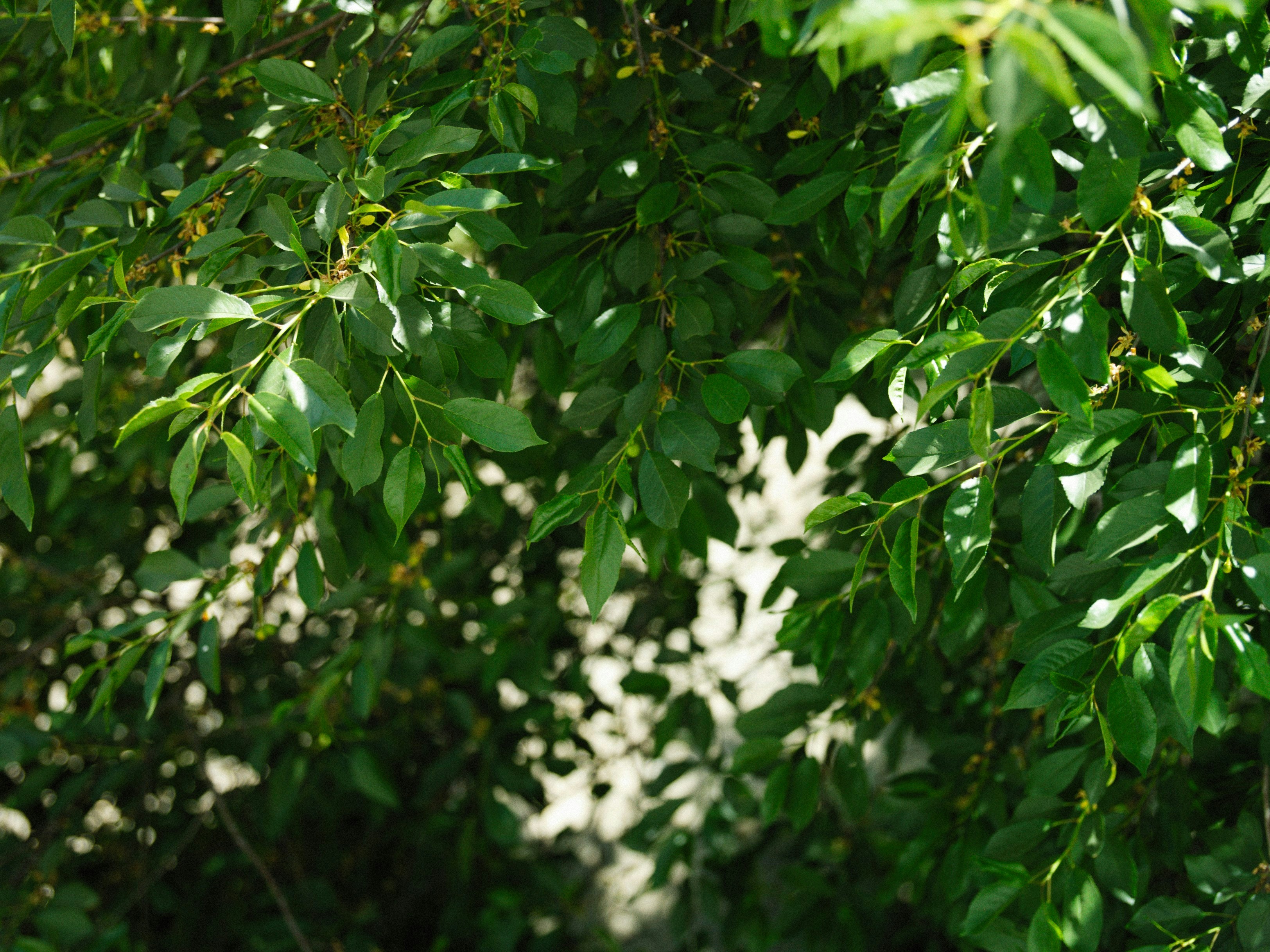 Photo by alexeydemidov