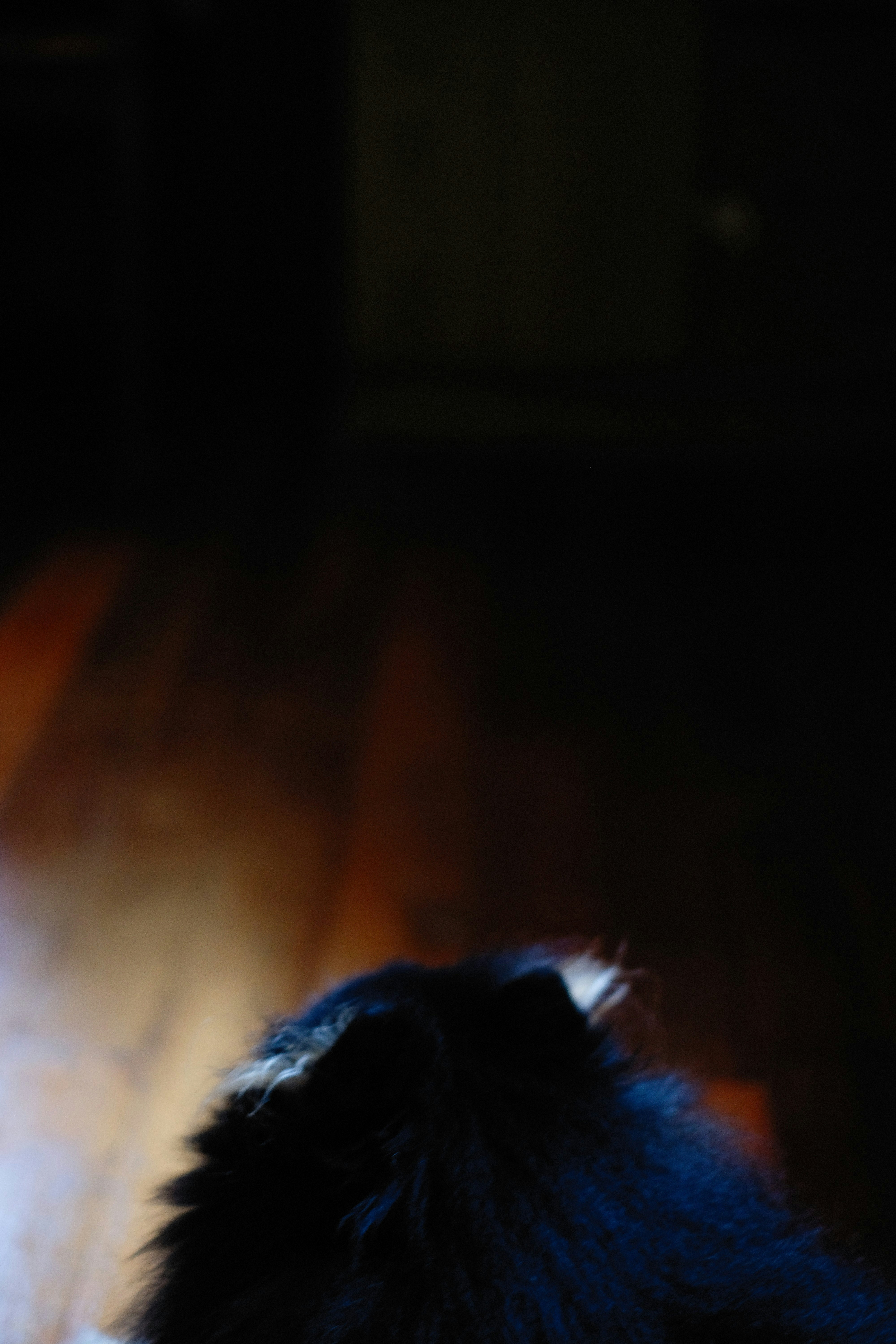 a black and white cat sitting on top of a wooden floor