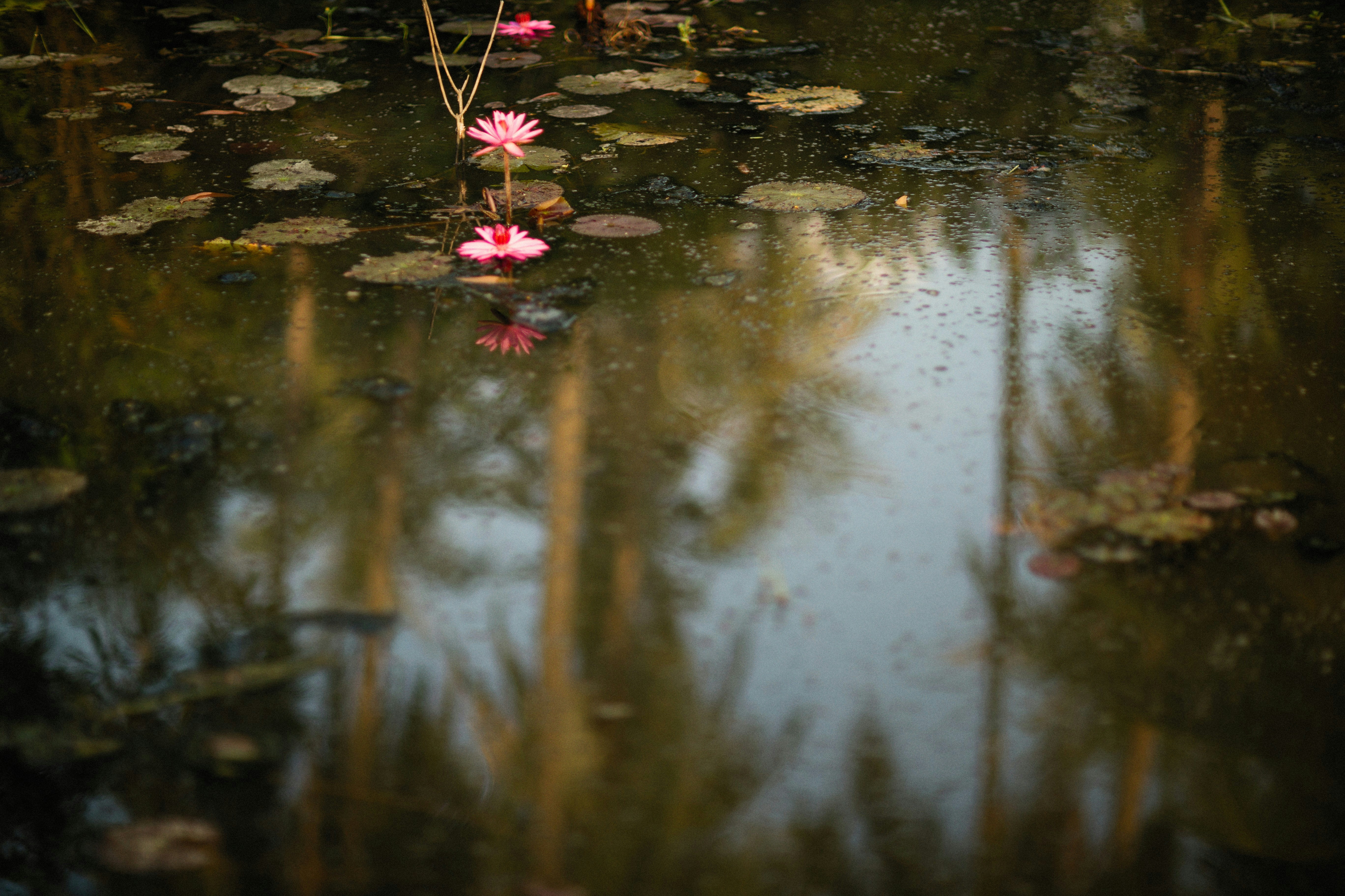 Photo by alexeydemidov