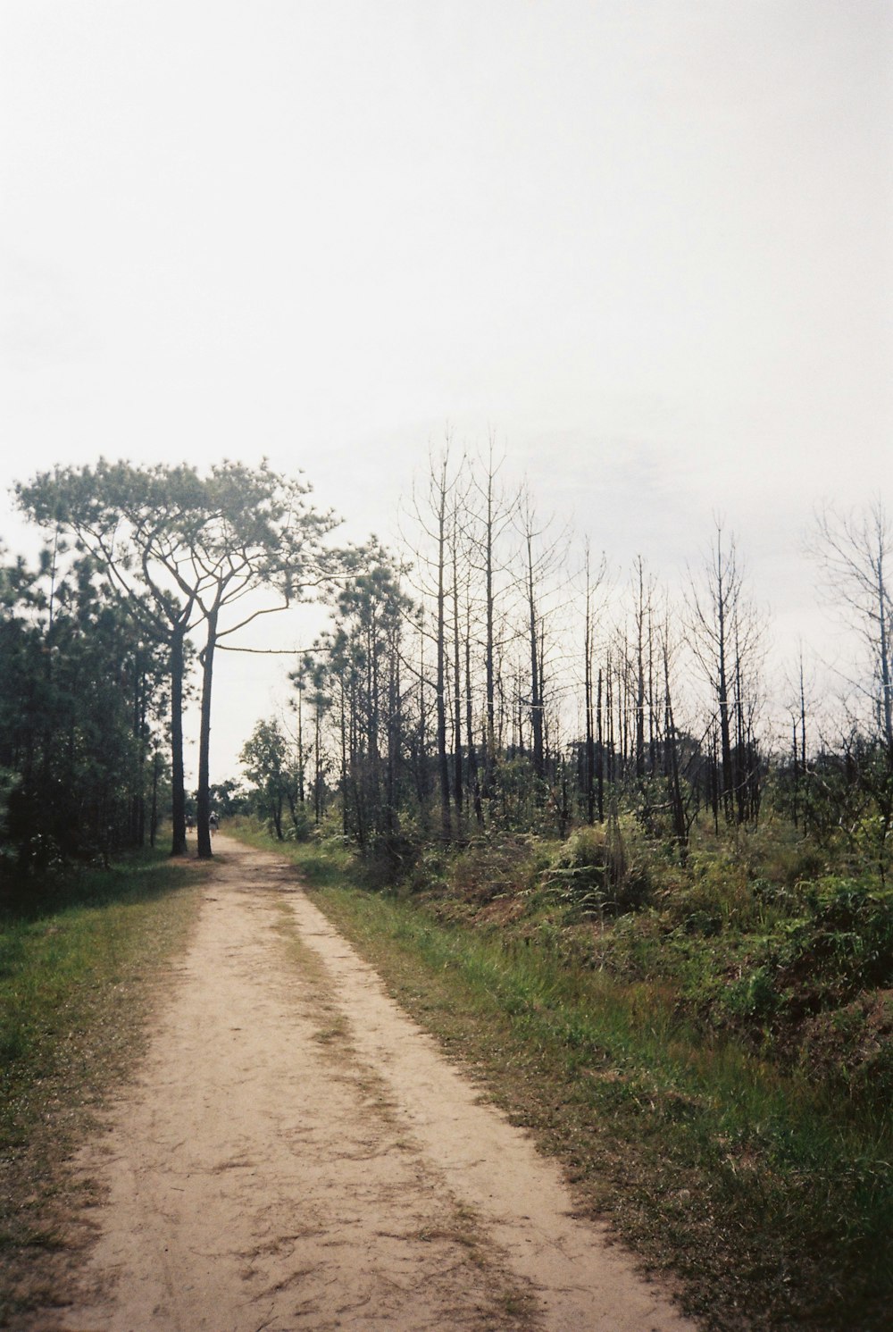 uma estrada de terra no meio de uma floresta