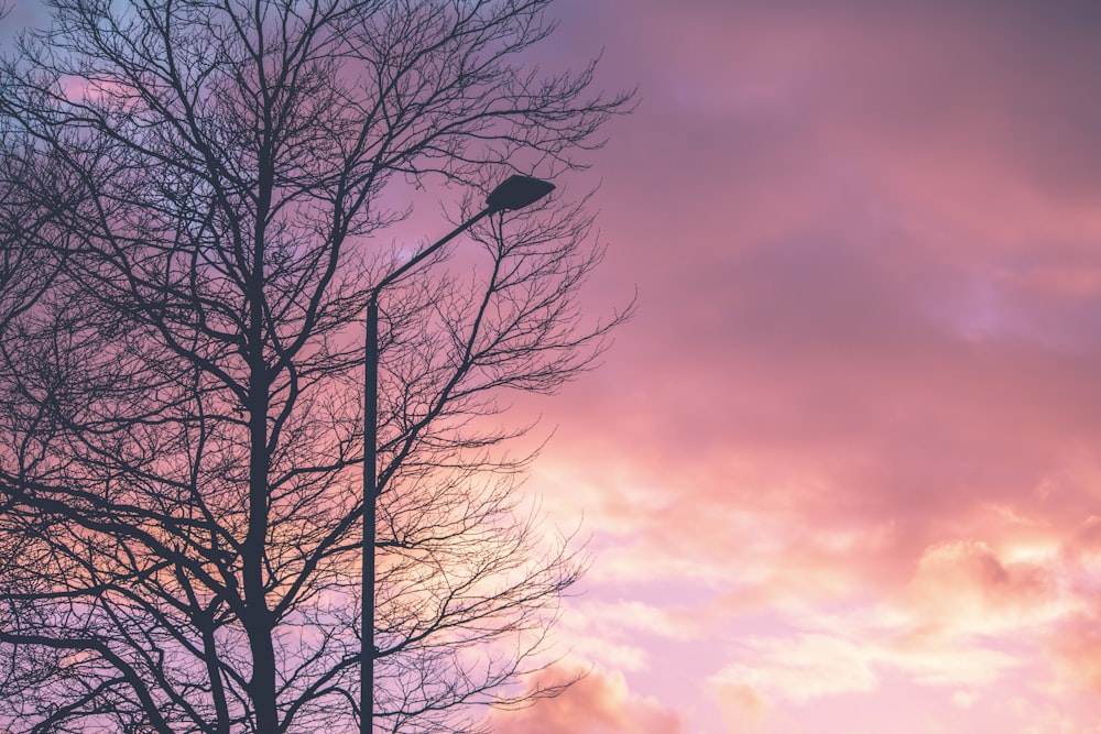 a tree with no leaves in front of a cloudy sky