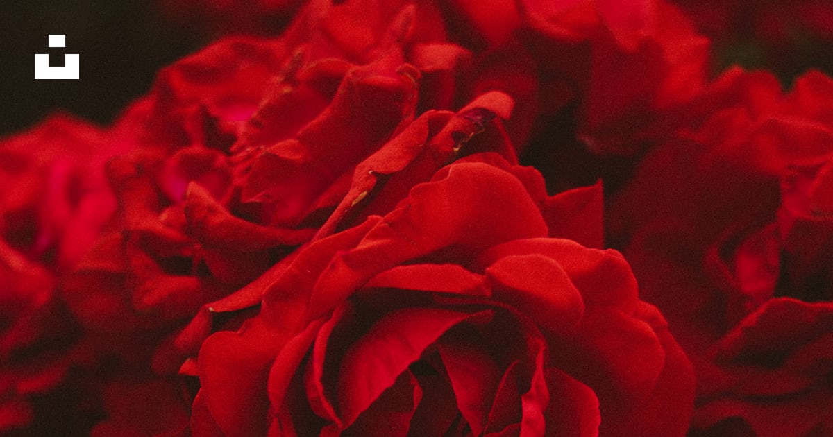 Un bouquet de fleurs rouges qui sont dans un vase photo – Photo Rouge ...