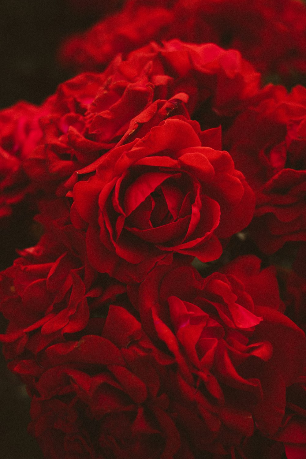 ein Strauß roter Blumen, die in einer Vase sind