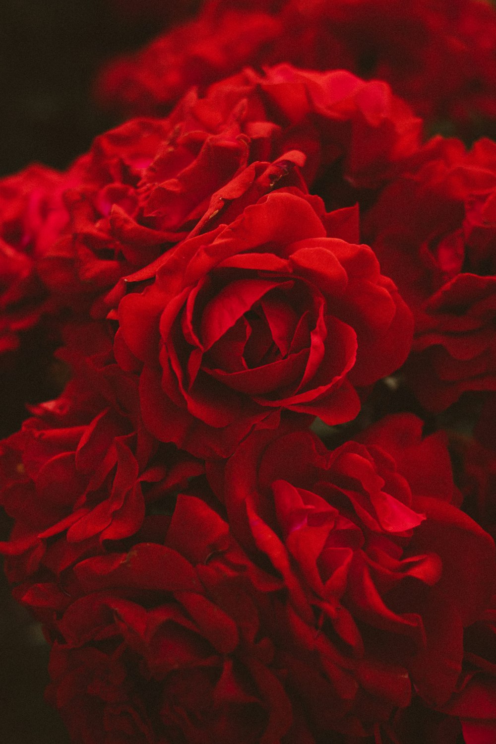 a bunch of red flowers that are in a vase