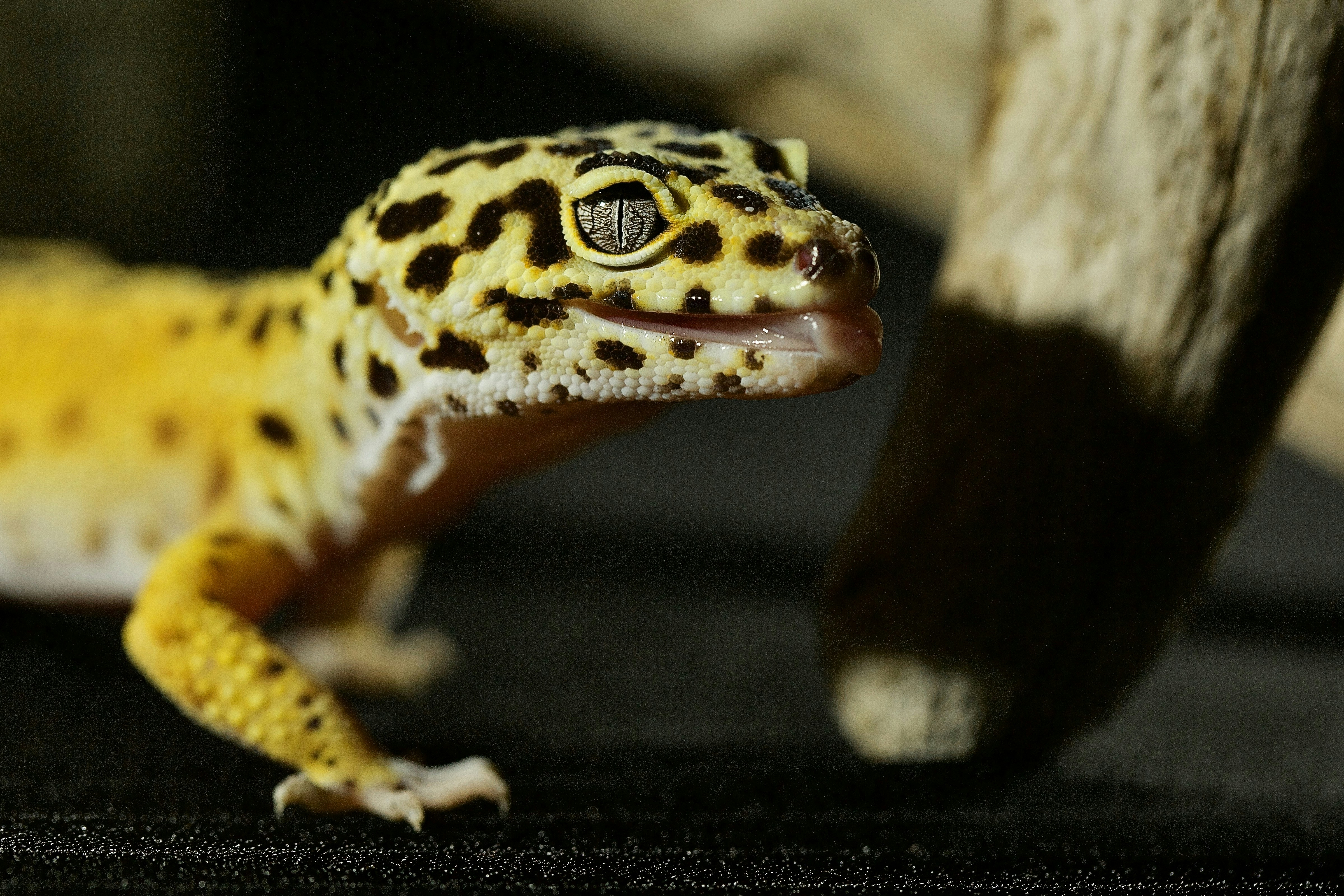 Leopard Gecko Health: Common Issues And How To Prevent Them - GeckoSavvy