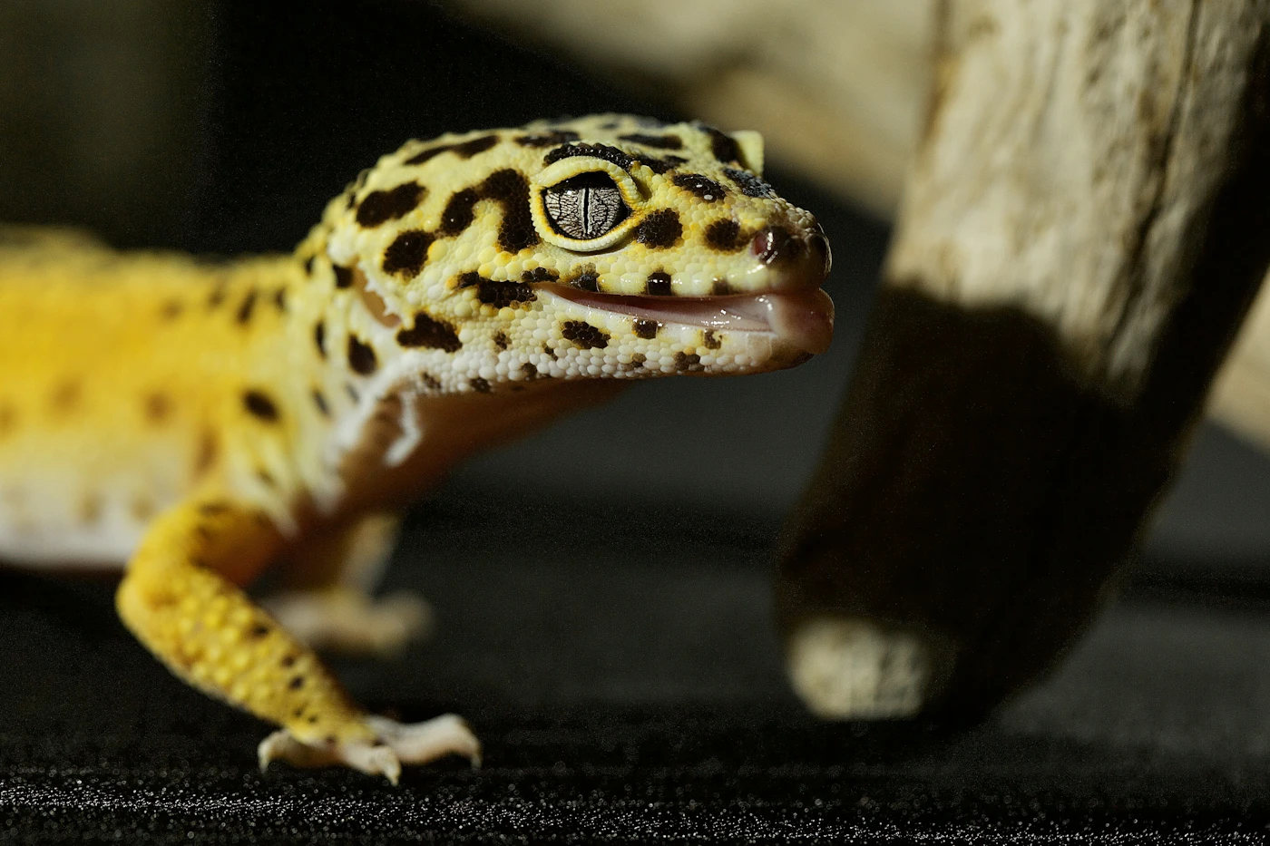 Gecko Leopardo de piel moteada