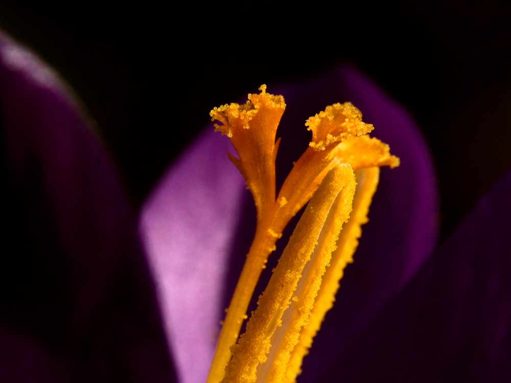 a close up of a purple flower with yellow stamen