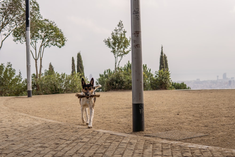 a dog walking down a sidewalk next to a pole