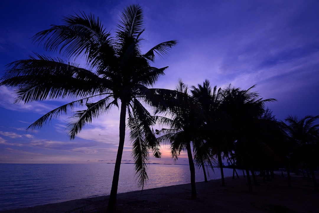 a palm tree on a beach with a sunset in the background,