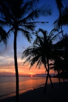Sunset over a palm-lined beach in the Dominican Republic with vibrant orange and pink skies