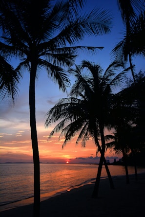 Sunset over a palm-lined beach in the Dominican Republic with vibrant orange and pink skies