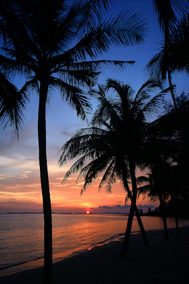 A vibrant sunset over a tropical beach with palm trees silhouetted against the colorful sky.