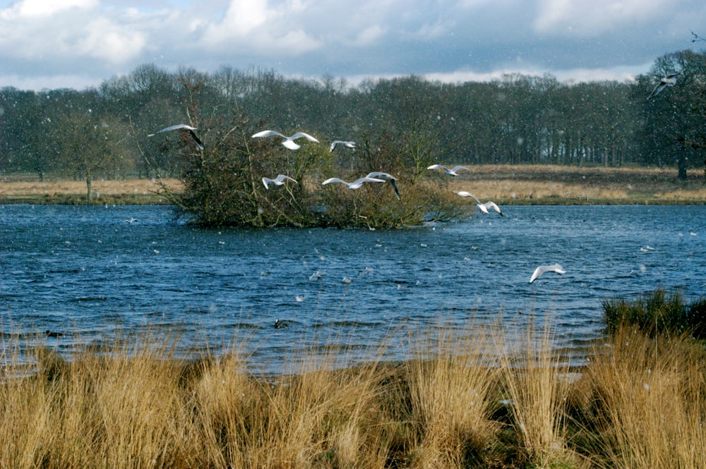 a flock of birds flying over a body of water