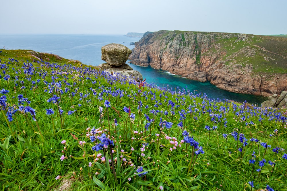 a field of blue flowers next to a body of water