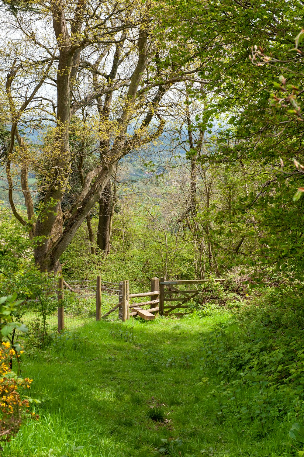 um portão de madeira no meio de uma floresta verde exuberante