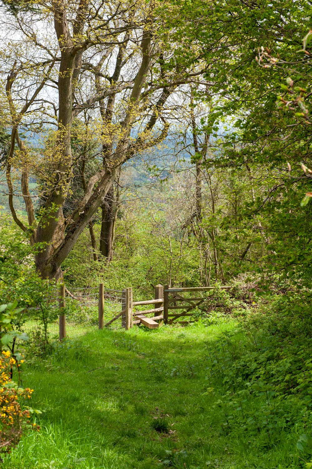 a wooden gate in the middle of a lush green forest