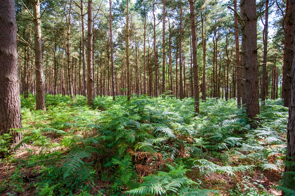 a lush green forest filled with lots of trees