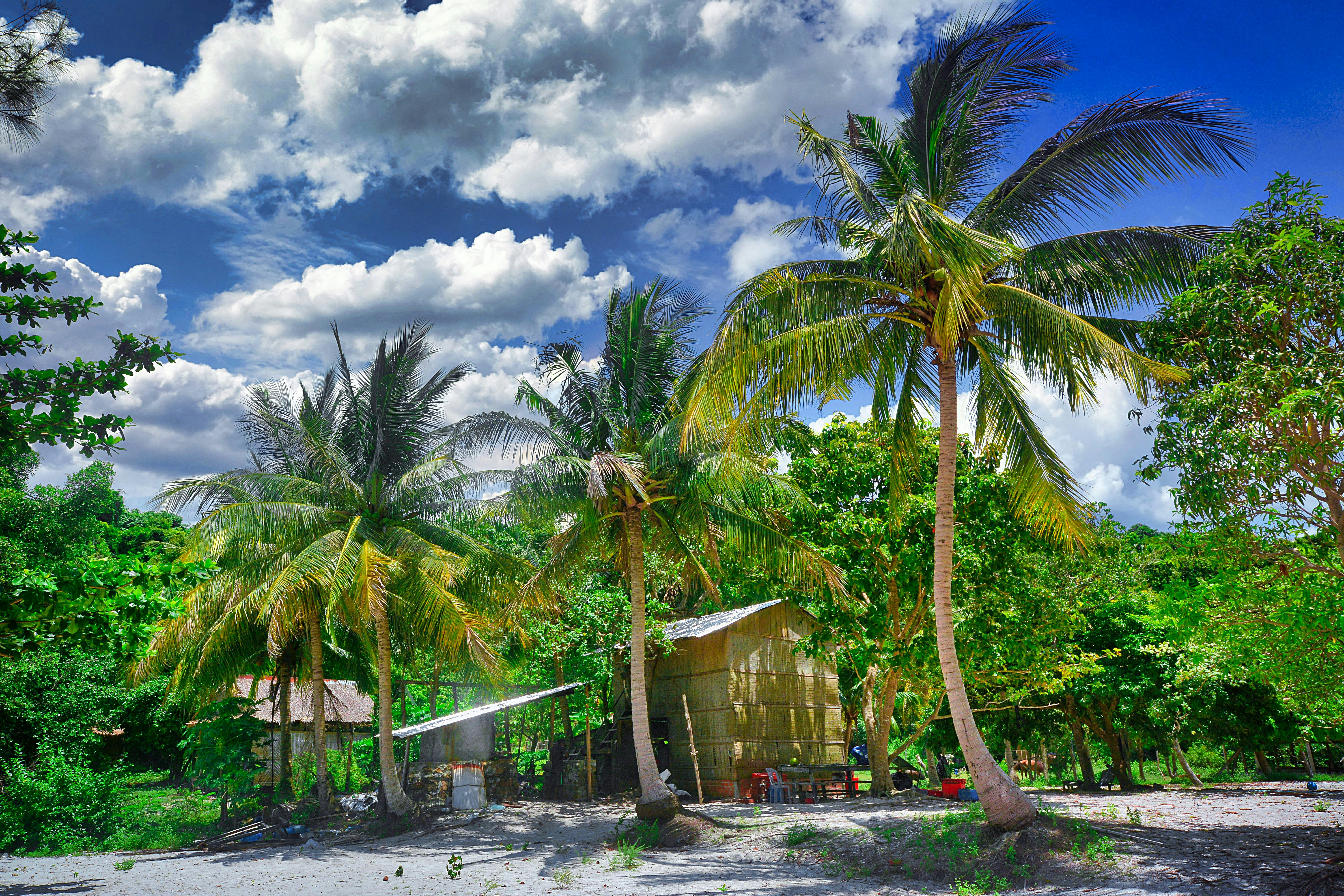 a beach with palm trees and a hut, 