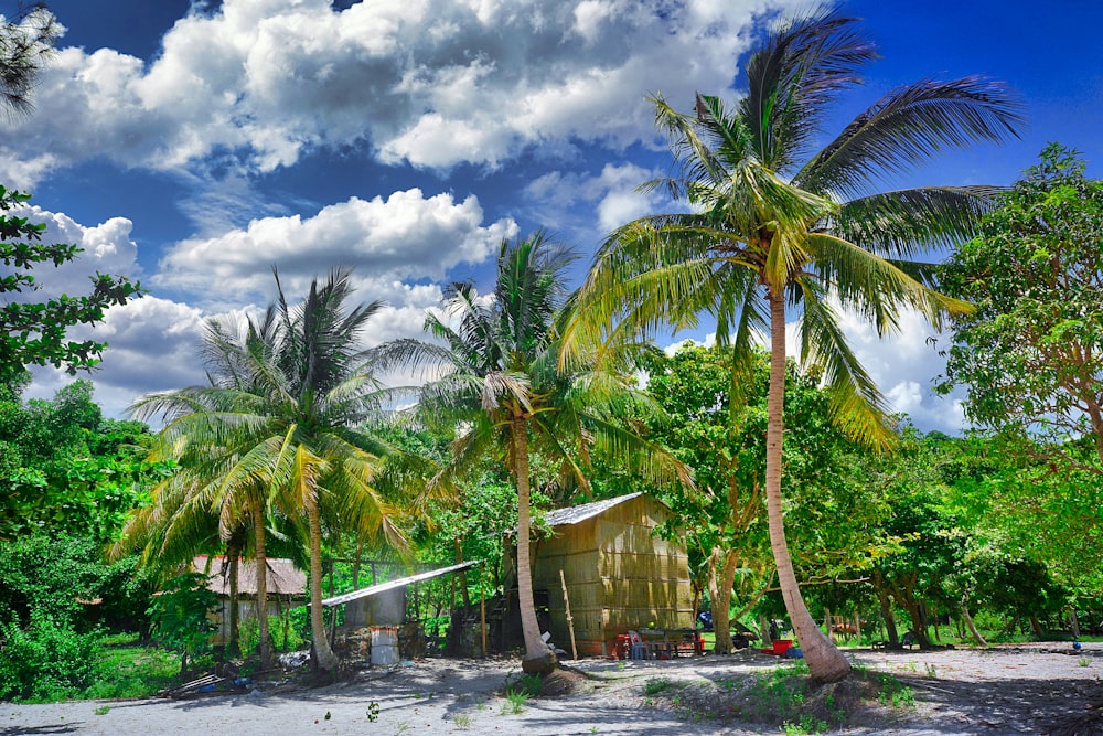 a beach with palm trees and a hut
