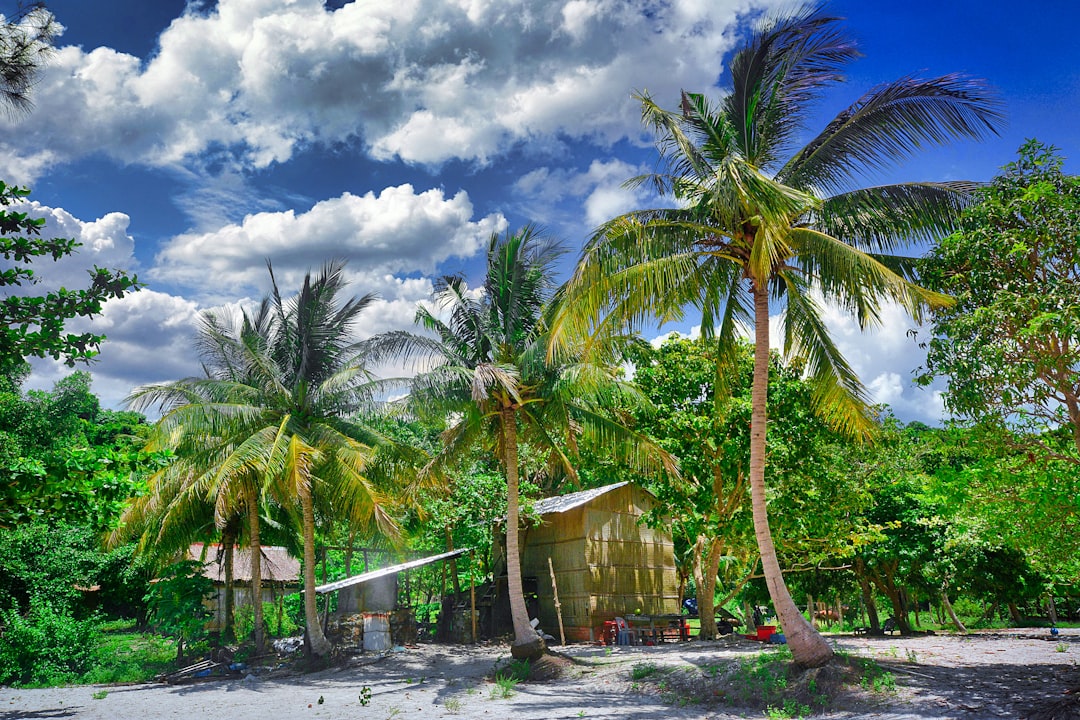 a beach with palm trees and a hut,