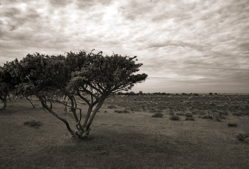 Una foto in bianco e nero di un albero in un campo