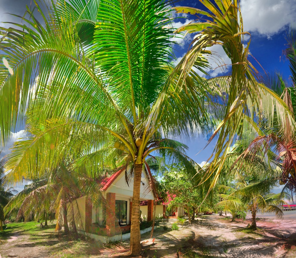 Une petite maison entourée de palmiers sur une plage