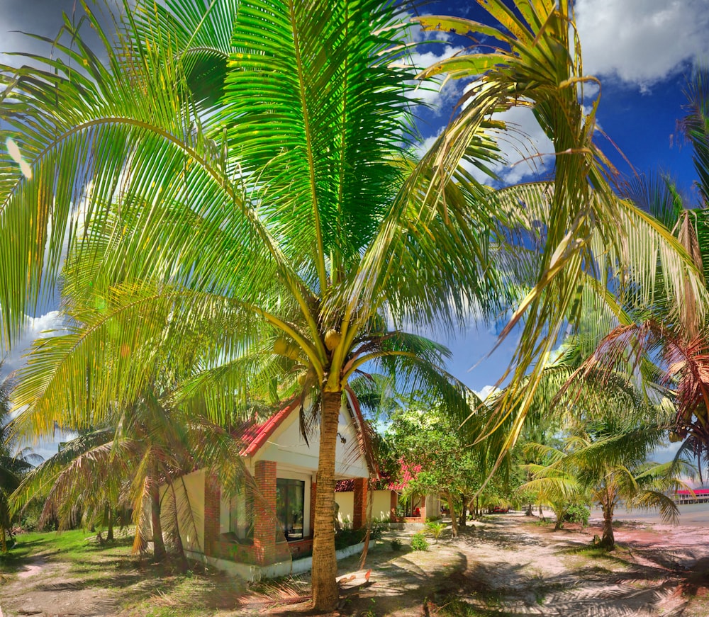 a small house surrounded by palm trees on a beach