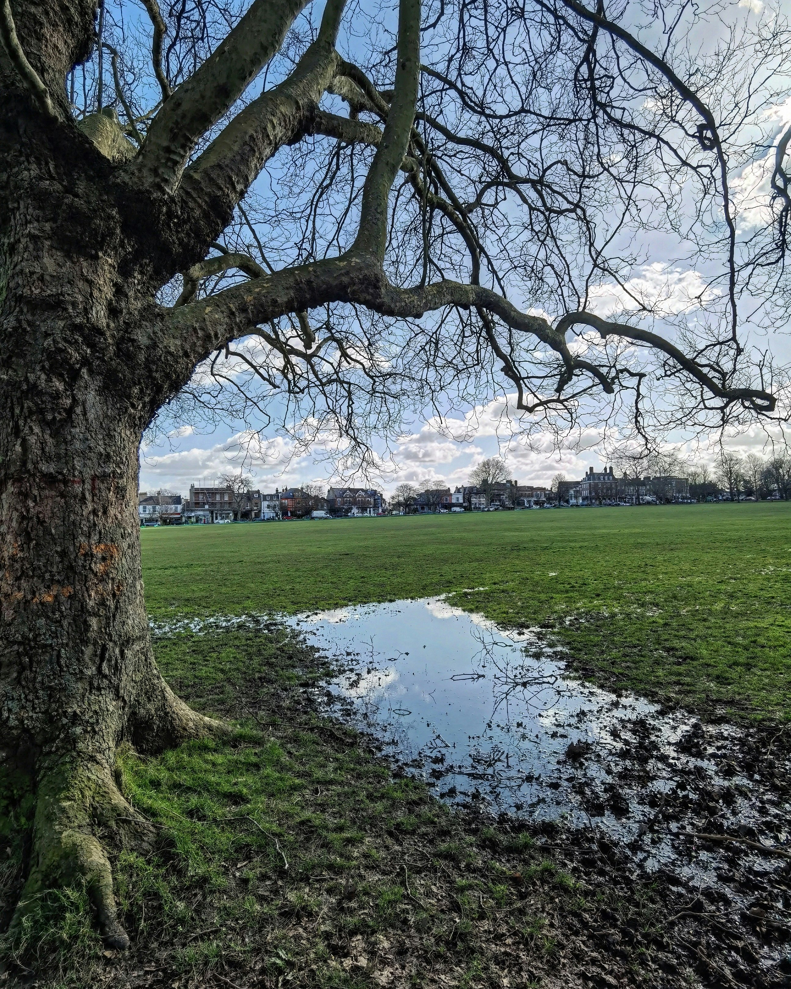 a large tree sitting next to a puddle of water