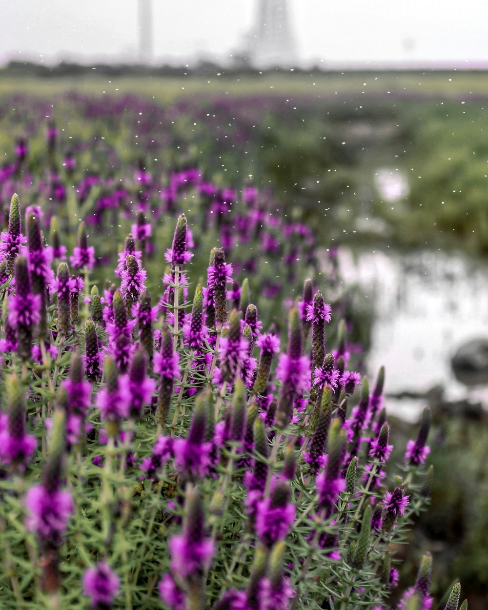 a field of purple flowers next to a body of water