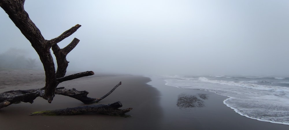a foggy day at the beach with a tree branch sticking out of the sand