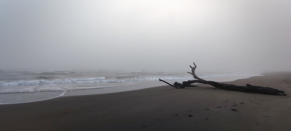 a dead tree on a foggy beach with the ocean in the background