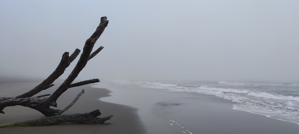 driftwood on a foggy beach with waves coming in
