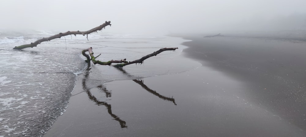 a tree branch sticking out of the water on a foggy beach